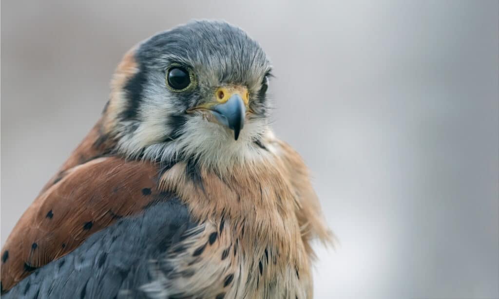 The smallest falcon in North America