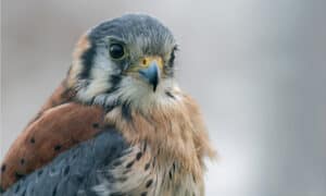 How Big is a Kestrel? (and 5 Other Facts About the Tiny Predator) Picture