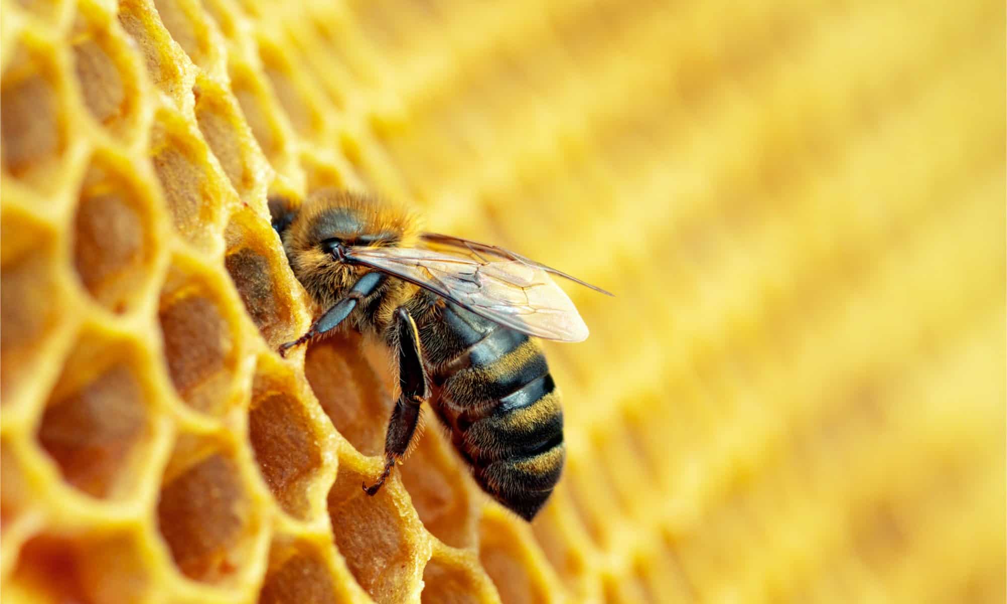 worker bee on honeycombs.