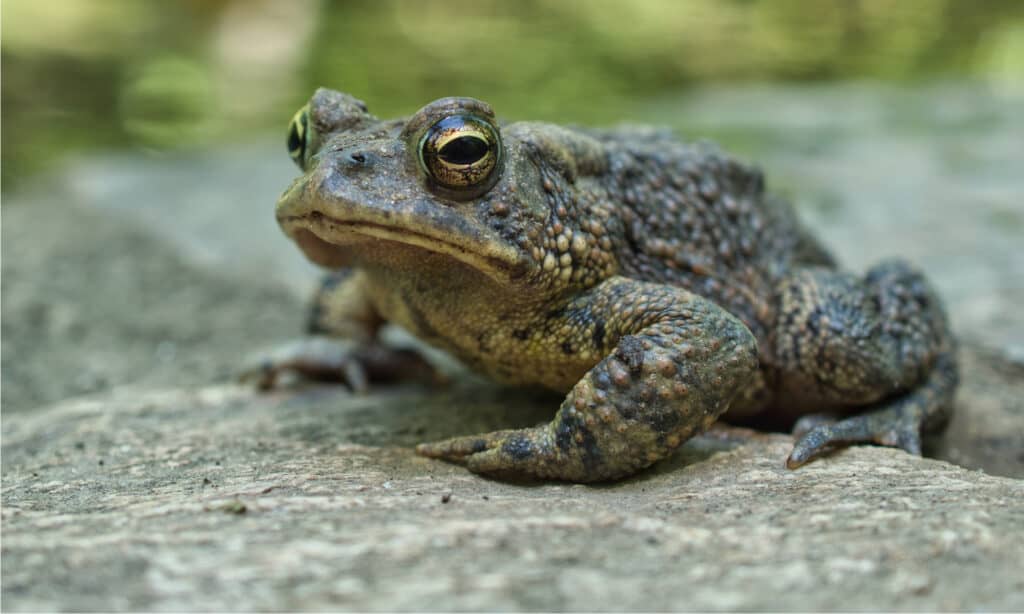 Oak Toad