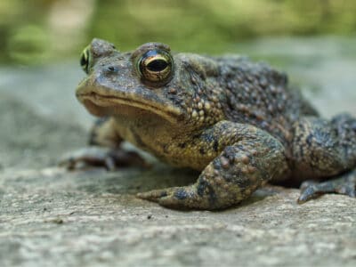 Oak Toad Picture