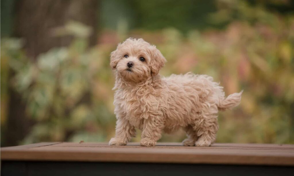 one of the most incredible maltipoo facts is that they have three different coat types