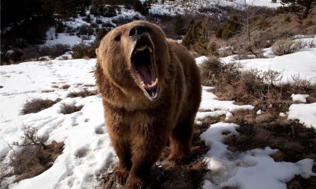Roaring grizzly bear showing aggression.