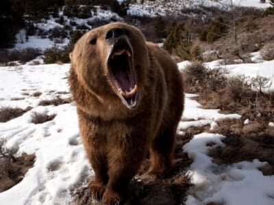 A Discover the Most Grizzly Bear Infested Island on Earth