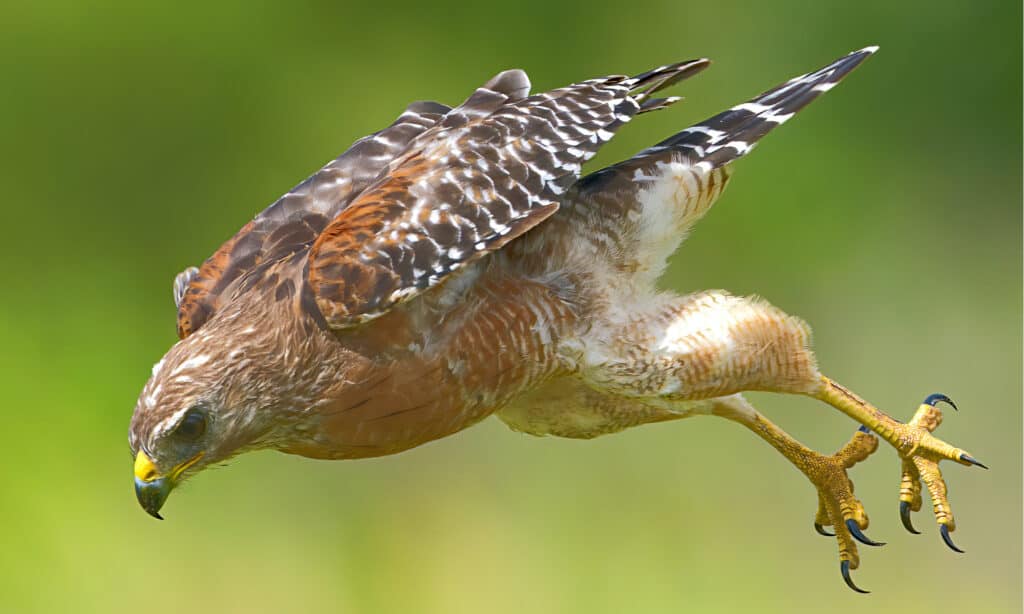 red shouldered hawk vs cooper's hawk