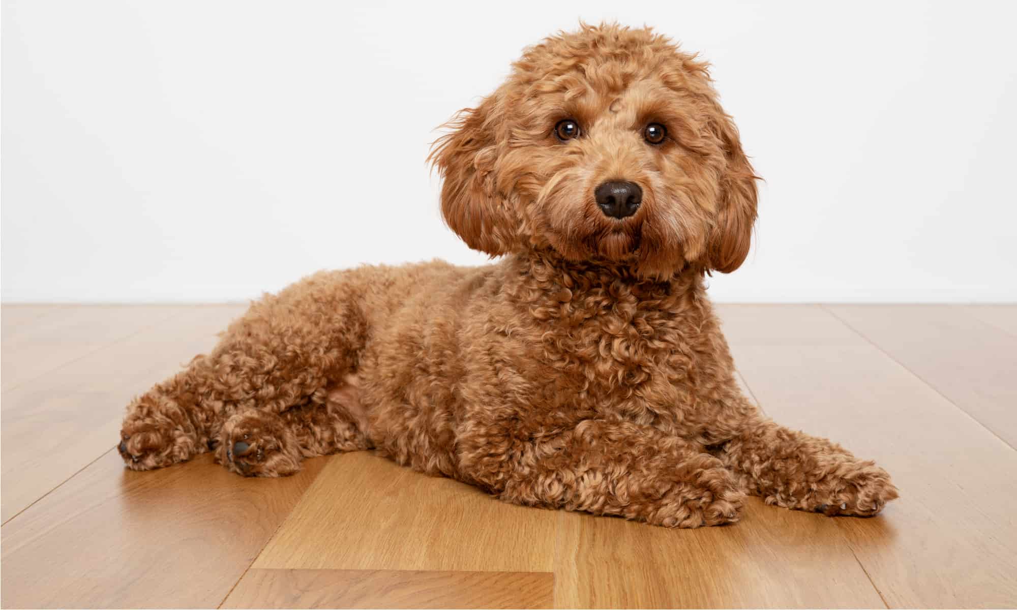 Cavapoo best sale dog breed