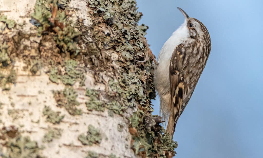 treecreeper