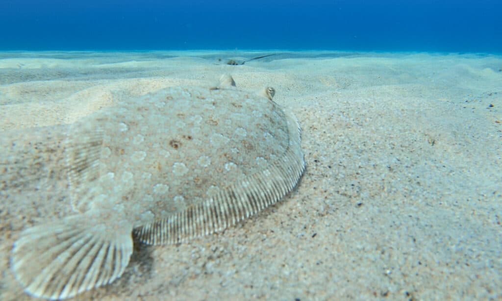 Sole Fish - Sole on Ocean Bottom 