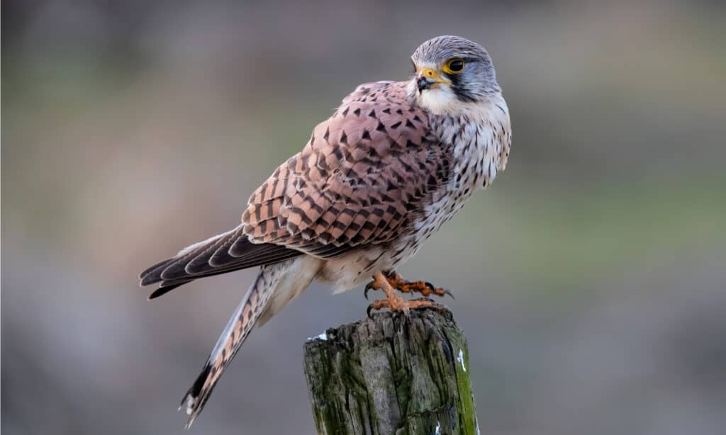 Common kestrel (Falco tinnunculus)