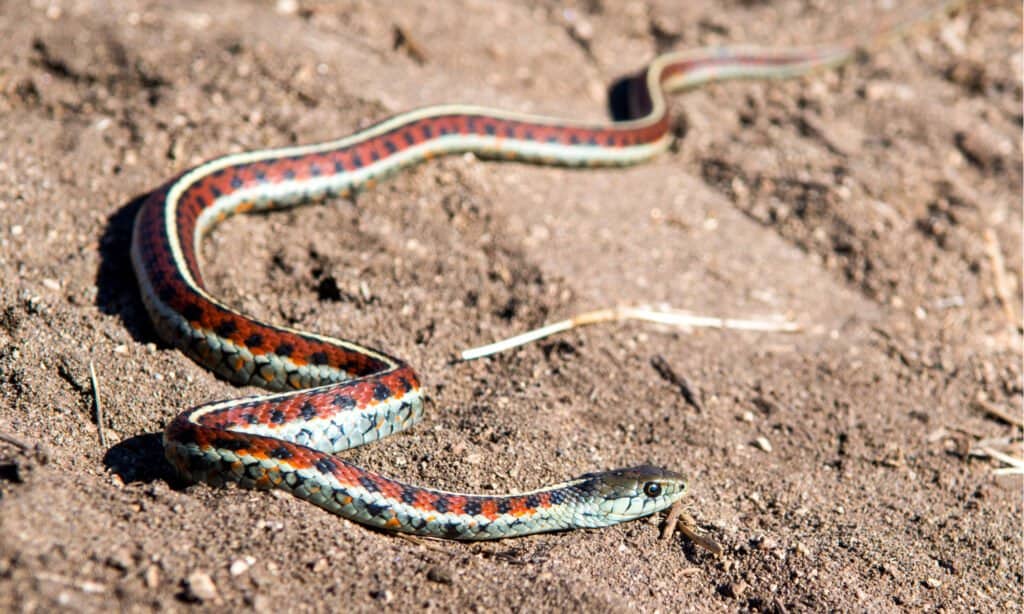 Most Beautiful Snakes - California Red-Sided Garter snake