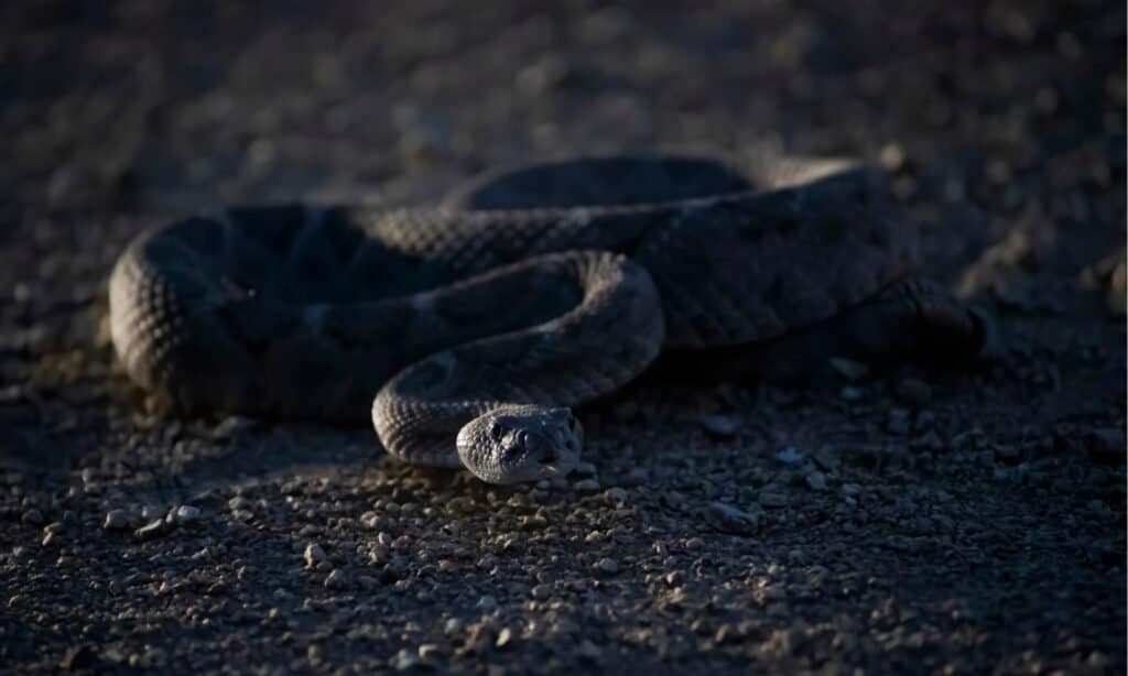 Rattlesnake at Night