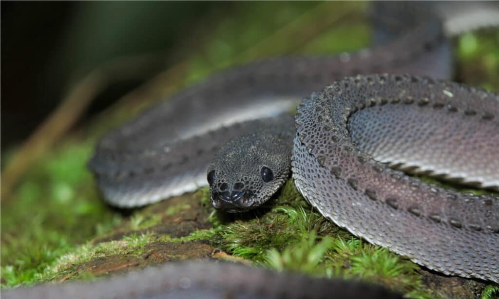 Discover The 10 Weirdest Snakes In The World - A-Z Animals