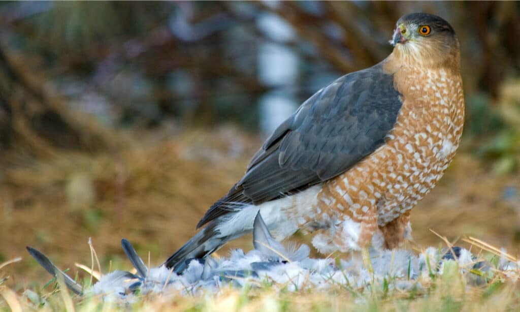 Discover The 9 Types Of Hawks In Tennessee IMP WORLD