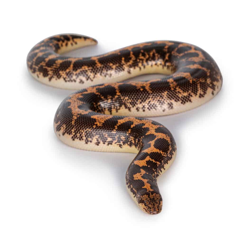 Black and White Kenyan Sand Boa, buy Black and White Boa