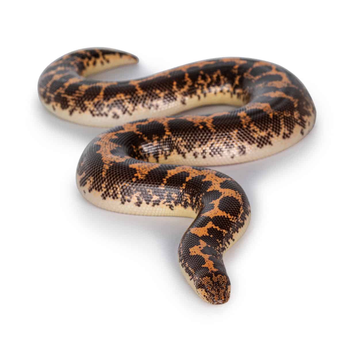 Sand Boa Morphs Discover 20 Types A Z Animals