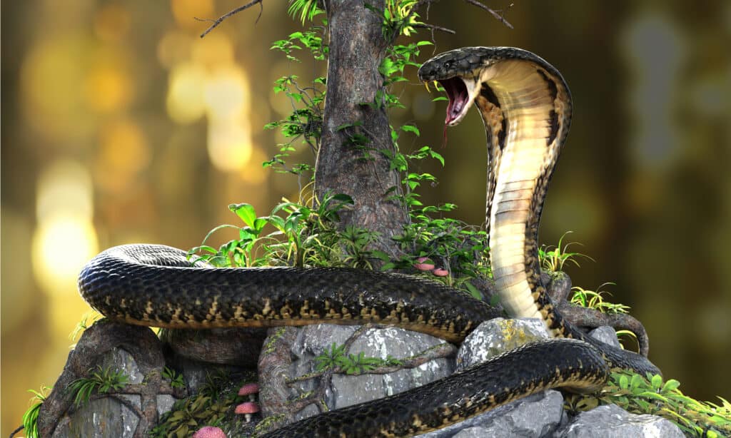 king cobra snake