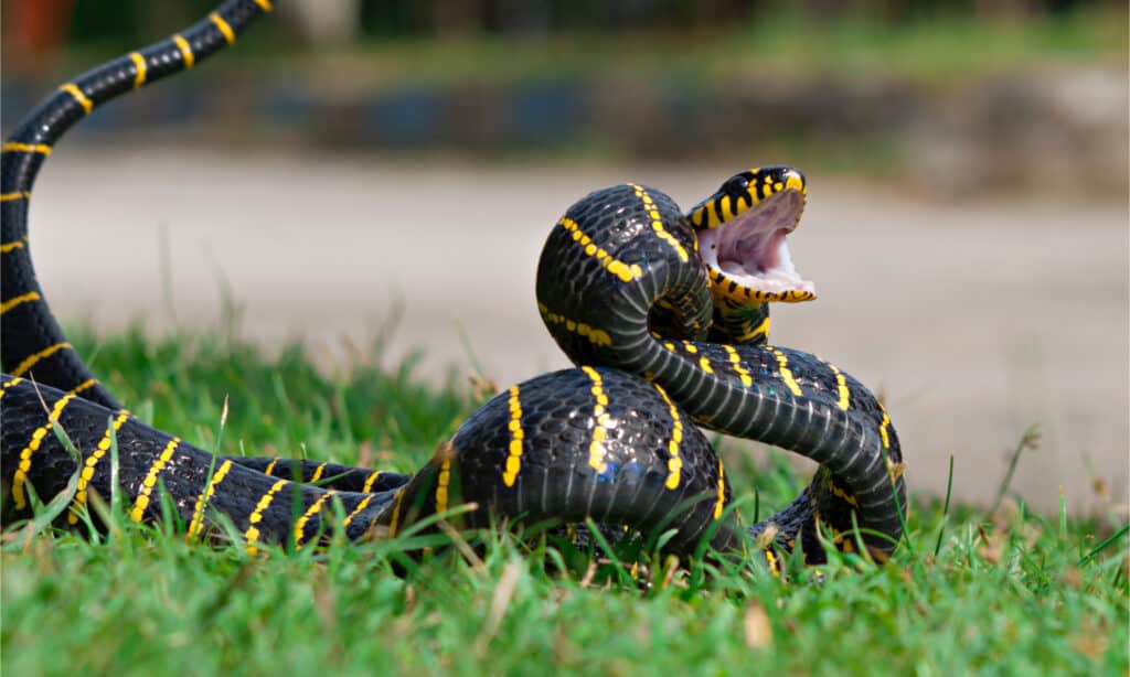 most colorful snake in the world