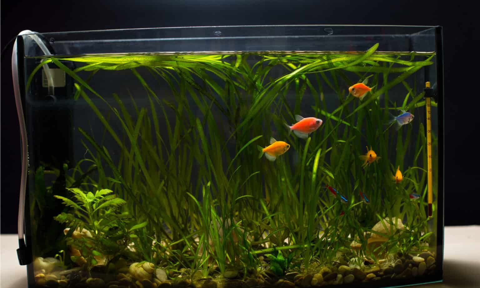 What Do Glofish Eat? AZ Animals