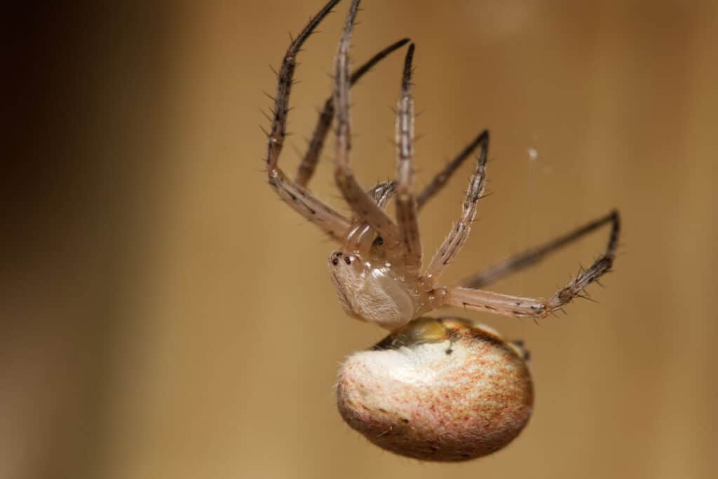 Common House Spiders In Middle TN