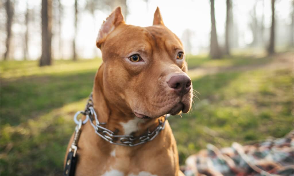 Bull Terrier vs Pitbull