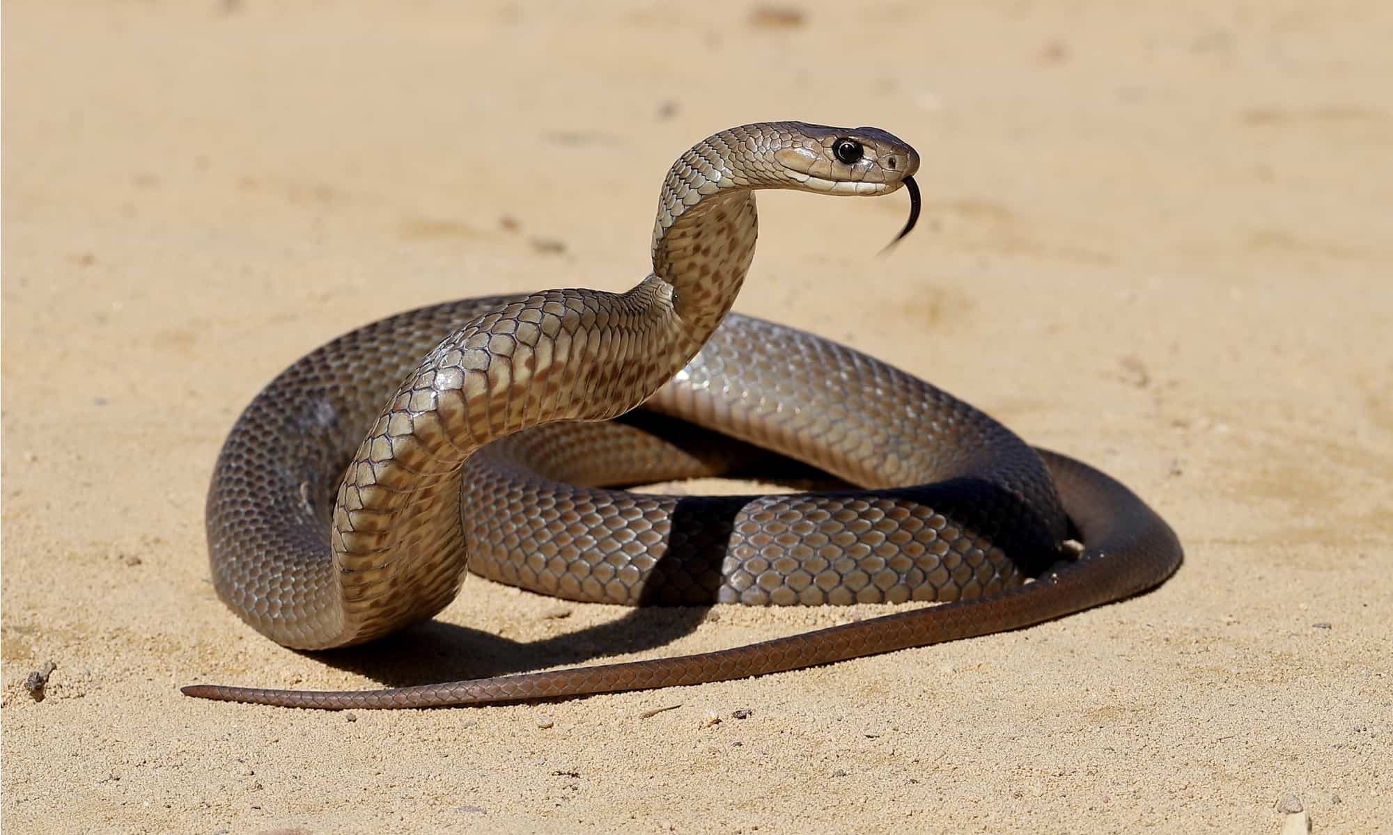 eastern brown snake fangs