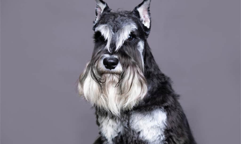 do schnauzer shed