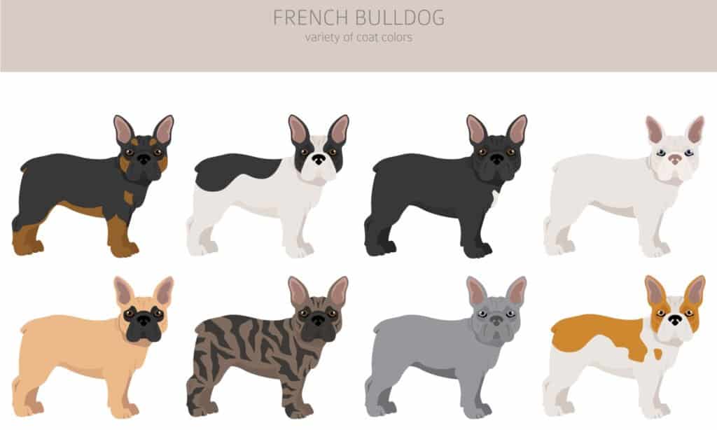 French Bulldog Coat Colors