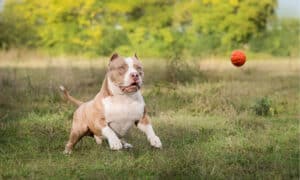 American Bully Vs American Bulldog: Is There a Difference? Picture