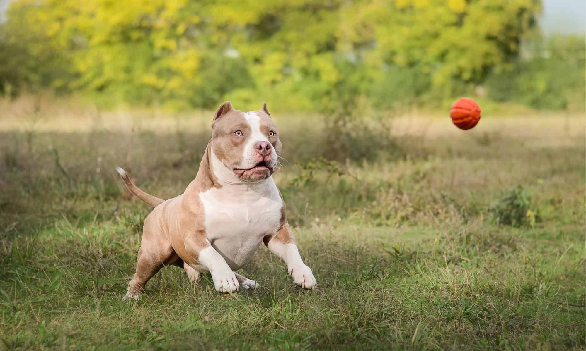 NOT DANGEROUS! THE AMERICAN BULLY DOG 