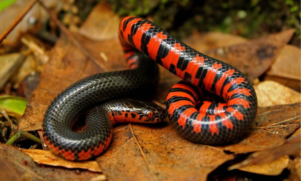 red snakes