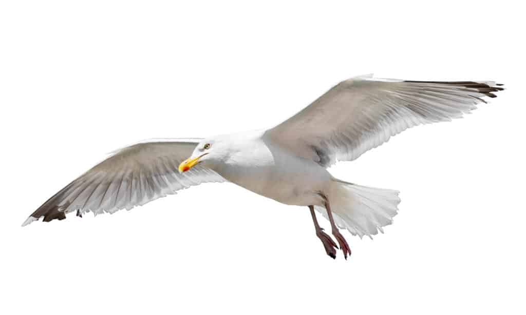 Albatross Vs Seagull- Seagull