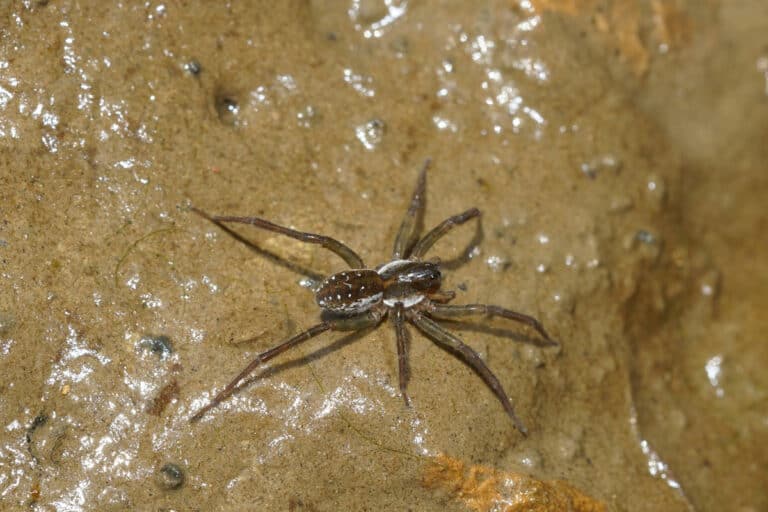 10 Spiders In Georgia - A-z Animals