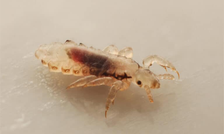 Head lice (louse)
