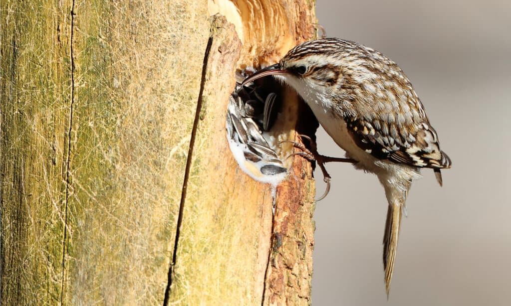 treecreeper