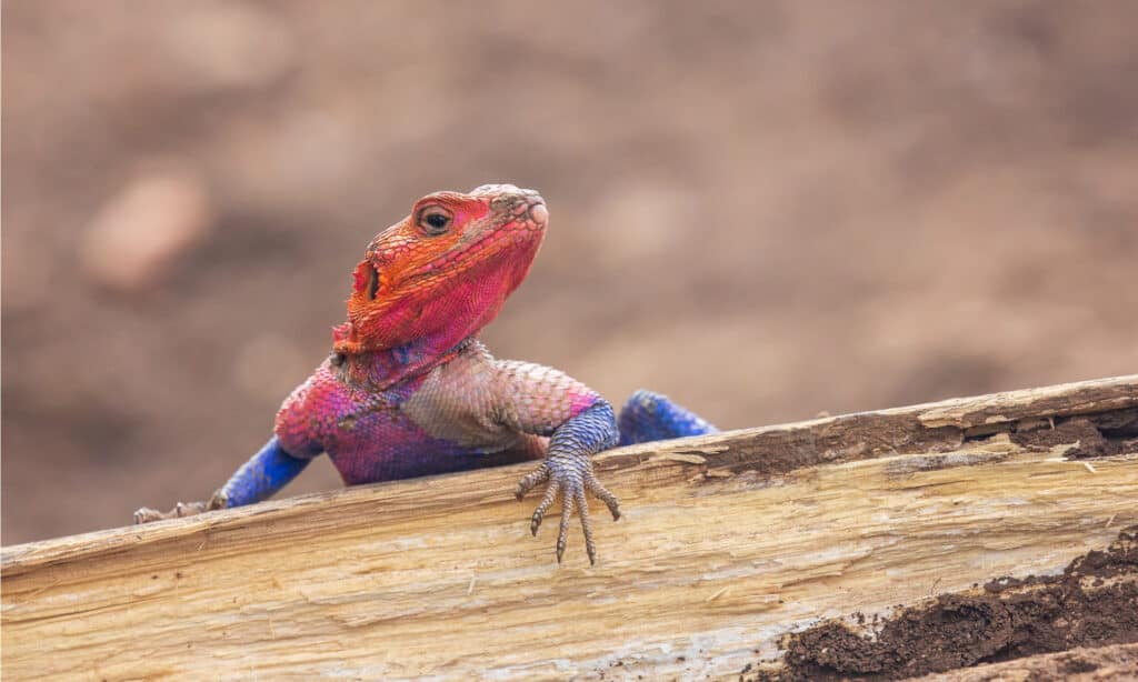 rainbow lizard or rainbow agama
