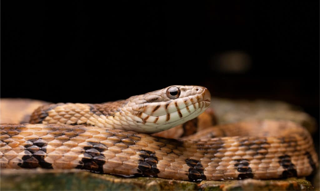 brown watersnake