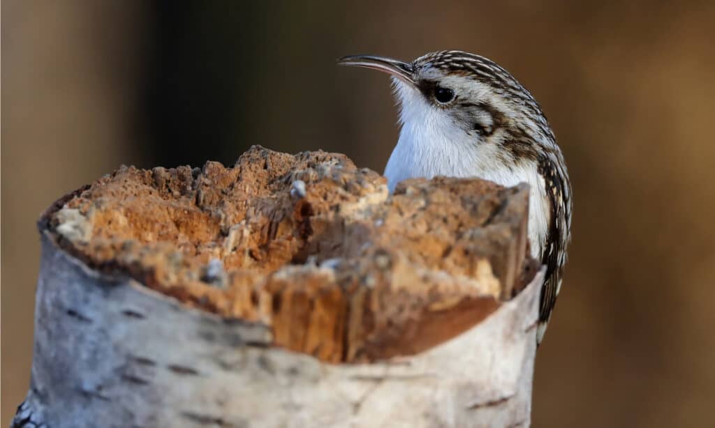 treecreeper