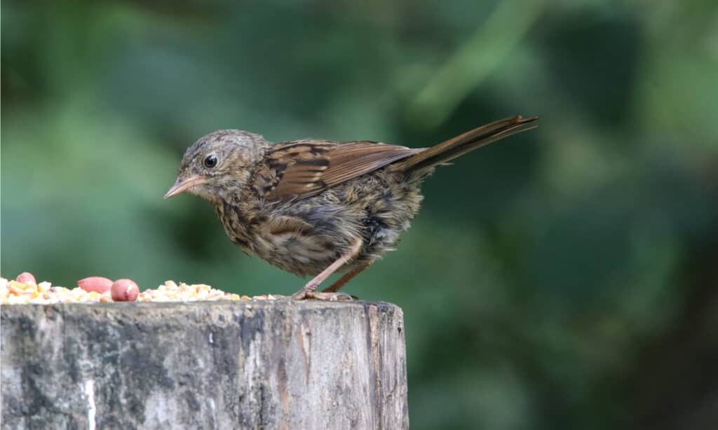 dunnock