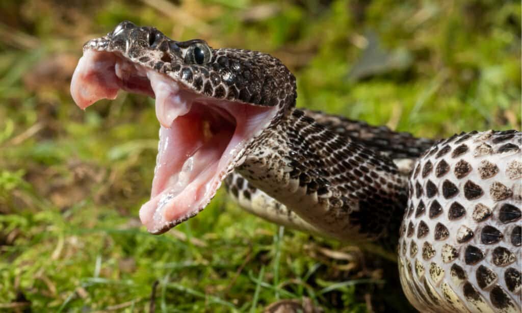 One of the largest and most dangerous snakes in Georgia is the venomous timber rattlesnake 