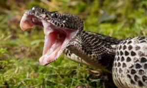 8 Black Snakes in Minnesota  photo