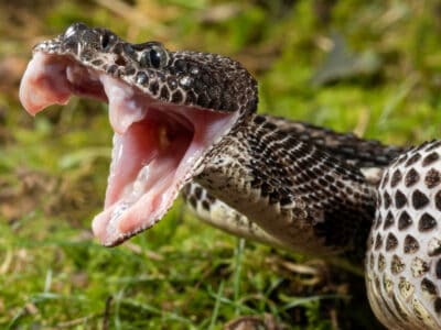A 8 Black Snakes in Minnesota 