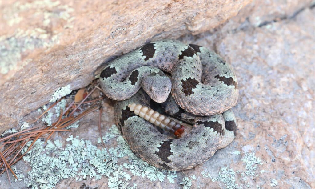 Banded Rock Rattlesnake