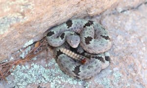 Rock Rattlesnake: Habitat, Diet, and Identifcation Tips Picture