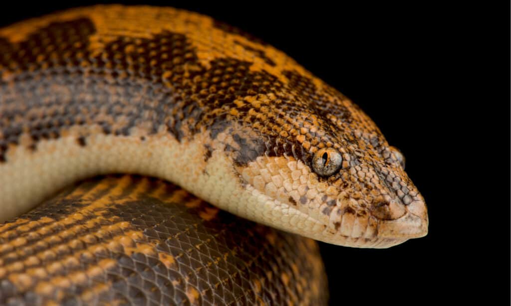 Kenyan Sand Boa - Face 