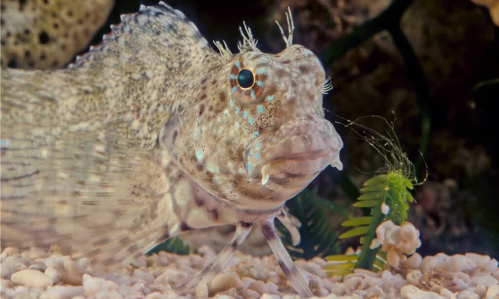Lawnmower Blenny Fish Facts | Salarias fasciatus - AZ Animals