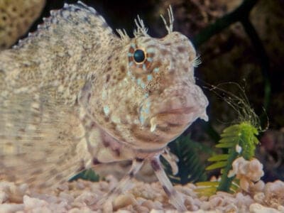 A Lawnmower Blenny