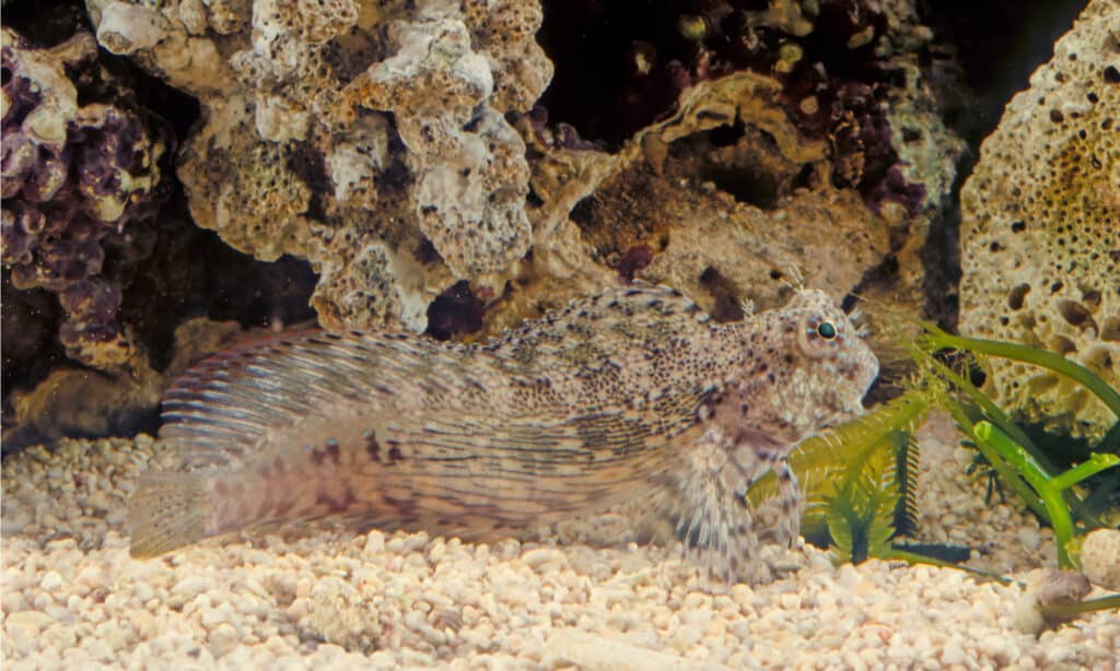 lawnmower blenny