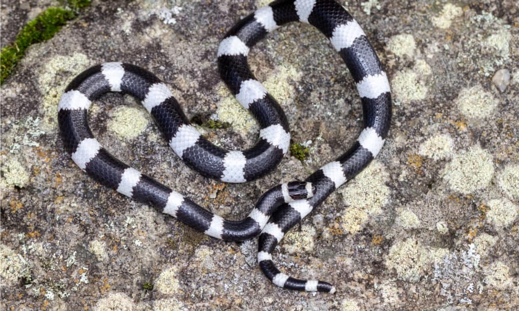 white and black cobra snake