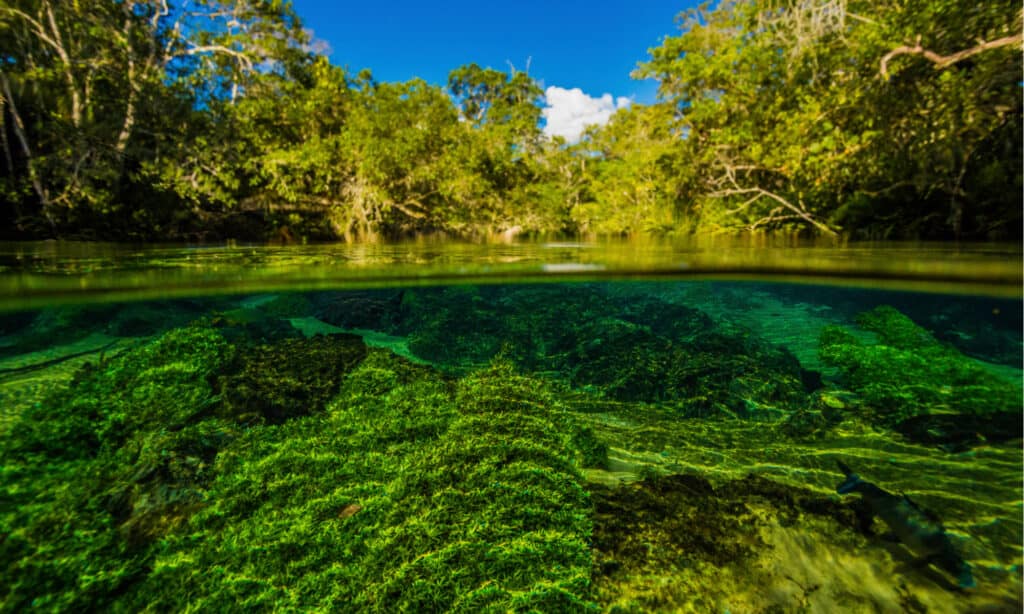 Clearest Rivers - Rio Sucuri