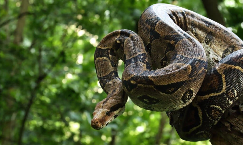 What Do Boa Constrictors Eat - Boa on Tree